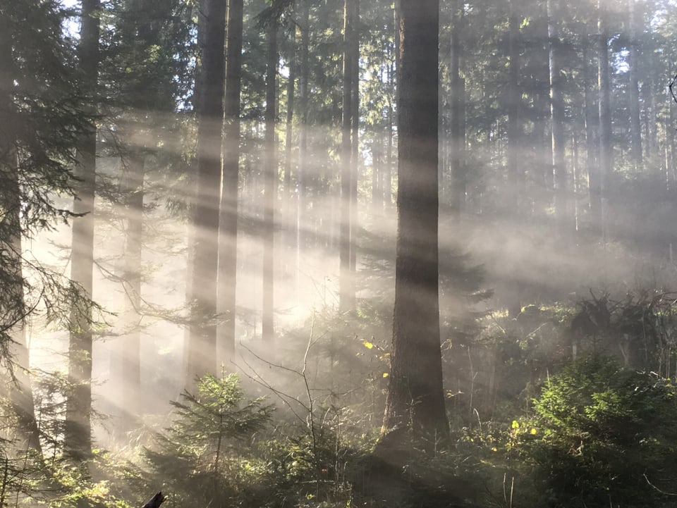 Sonnenstrahlen dringen in den Wald ein und beleuchten des Unterholz, den Boden und das Gestrüpp.