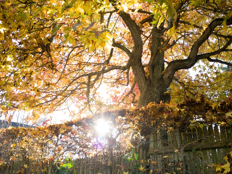 Der wunderschöne Herbsttag im Wildpark Peter und Paul in St.Gallen aufgenommen von SRF-Augenzeugen Rado Kozmer.