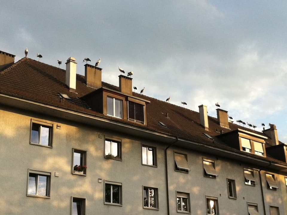 Störche auf Hausdach