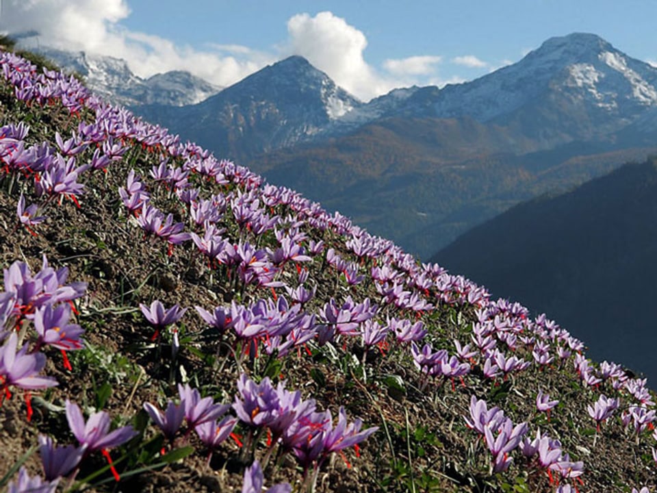Safranfeld mit violetten Blüten vor einem Bergpanorama