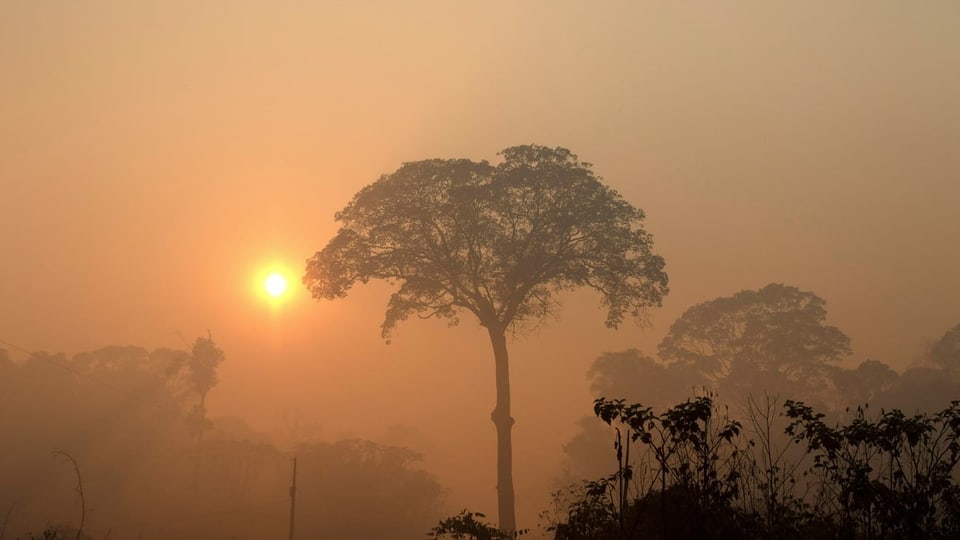 Erste Priorität muss es sein, die Regenwälder nicht massiv abzuholen. 
