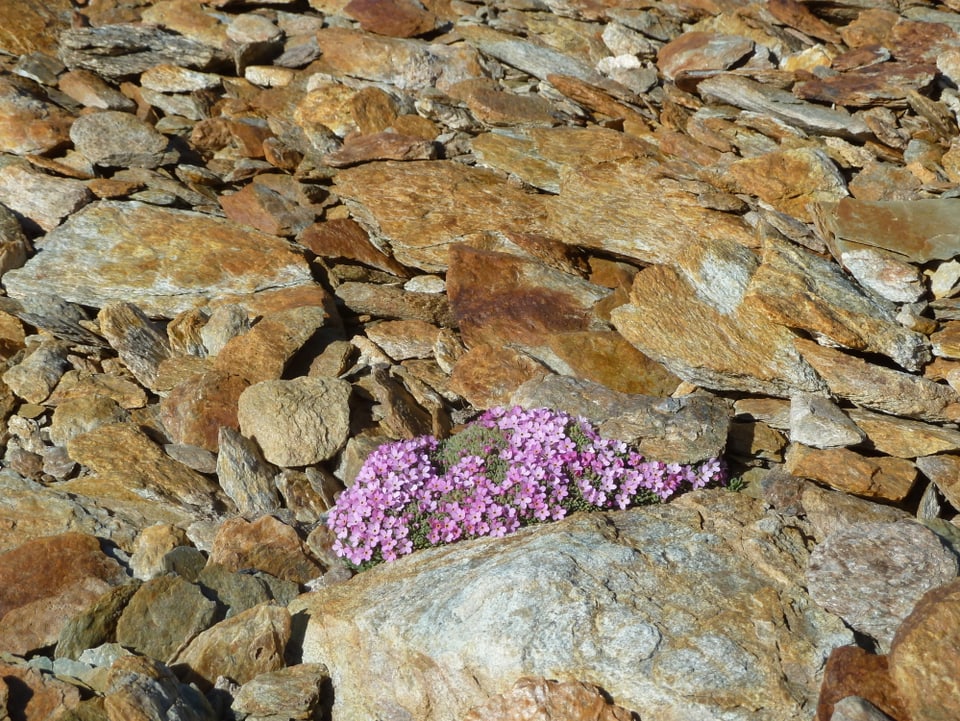 Alpenmannsschild-Pflanzen blühen auf einem Schotterbett in den Bergen.