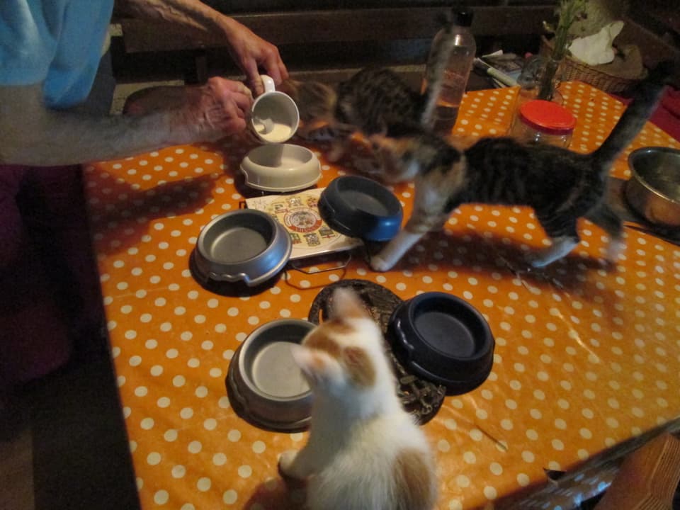 Die Tierheim-Katzen werden gefüttert
