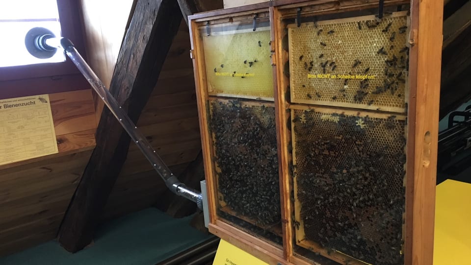Zwei relativ dünne Glaskästen, darin sind die Bienen. Ein Glasrohr führt von den Kästen zum Fenster, wo die Bienen rausfliegen können. 
