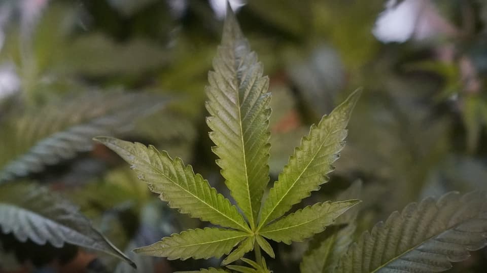 Das Blatt einer Cannabis-Pflanze