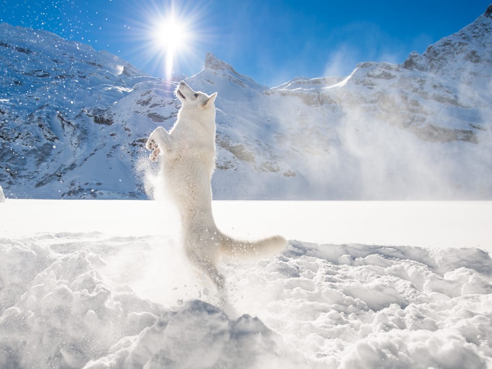 Weisser Hund im Schnee, dahinter Sonne und Berge