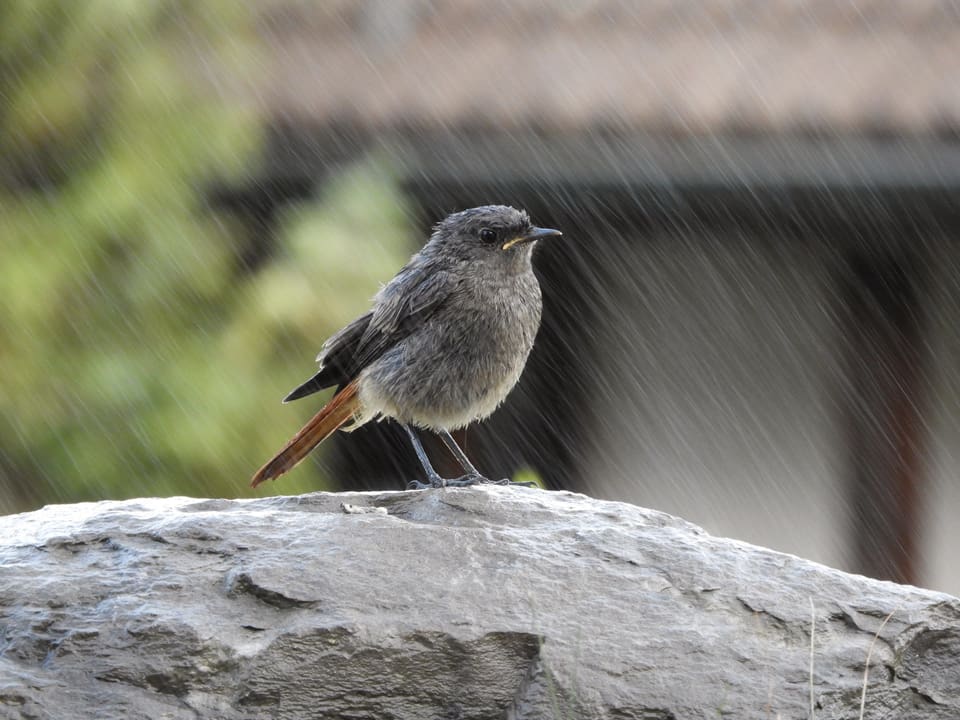 Ein Vogel sitzt im Regen 