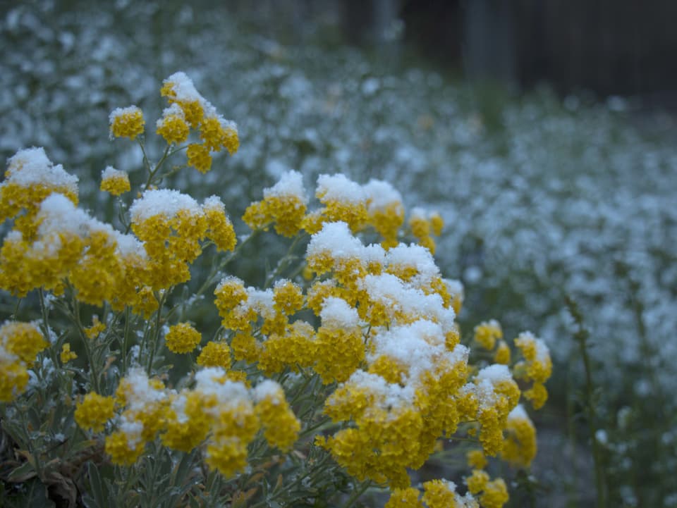 Gelbe Frühlingspflanzen sind mit wenig Schnee bedeckt.