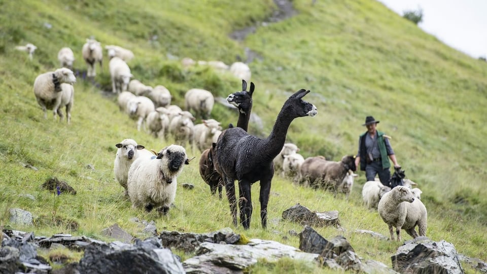 Lamas, Schafe und ein Bauer