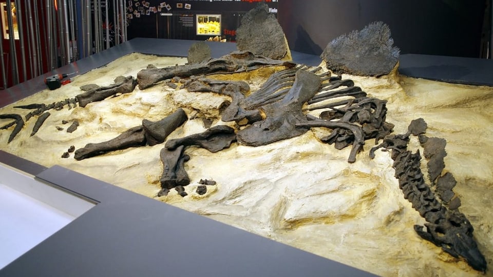 Dinosaurier-Fossil am Boden