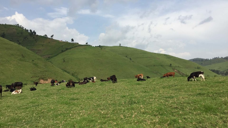 Ein Bild, das aus dem Emmental szammen könnte: Hügel und Kühe.