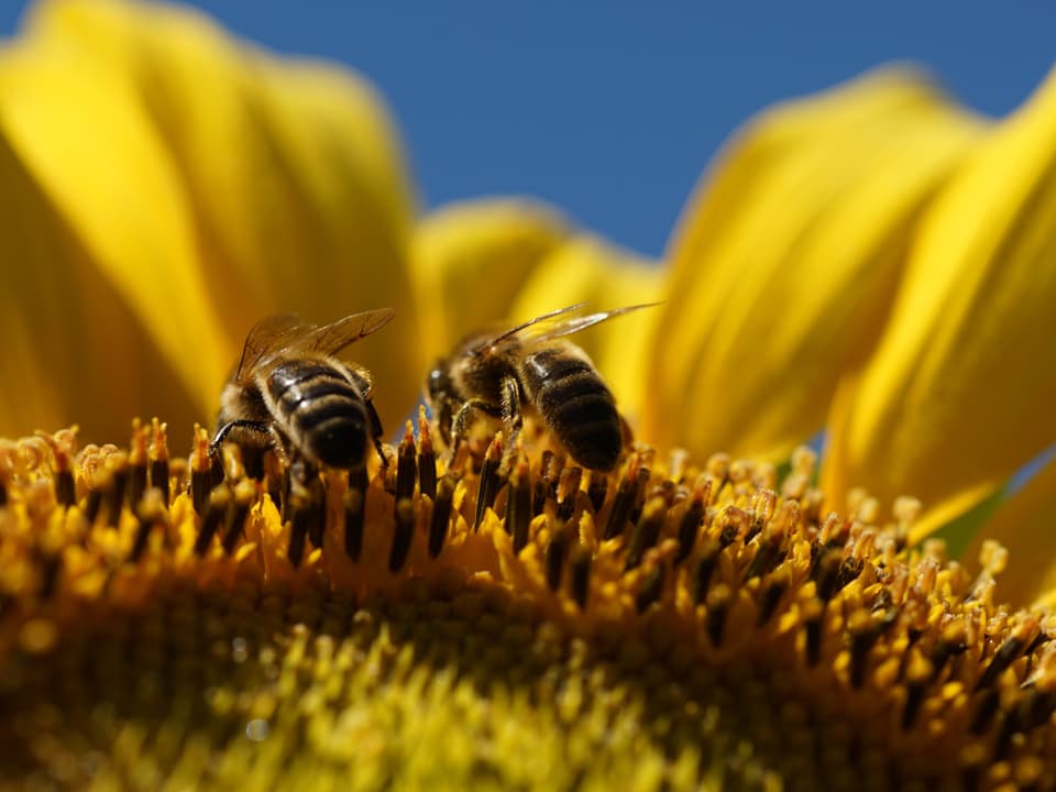 Sonnenblume und Bienen