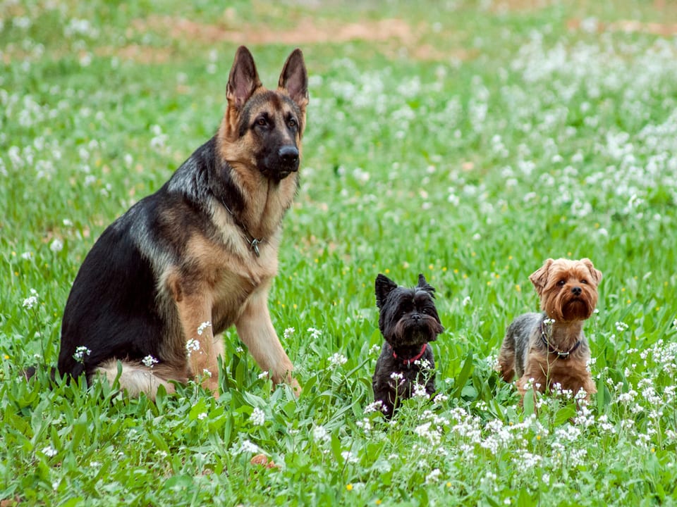 Ein Schäferhund mit zwei kleinen Hunden in einer Wiese