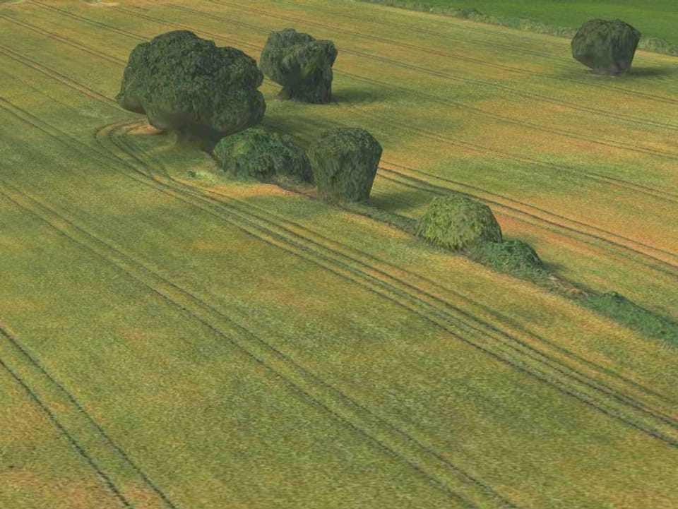 3D-Kartenansicht: Ein Getreidefeld mit unförmigen Bäumen