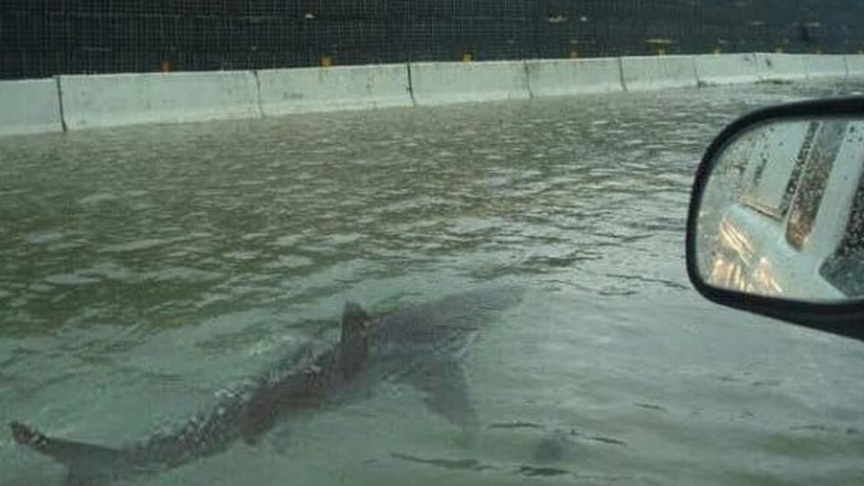 Ein Haifisch schwimmt. Rechts im Bild ist ein Autospiegel.