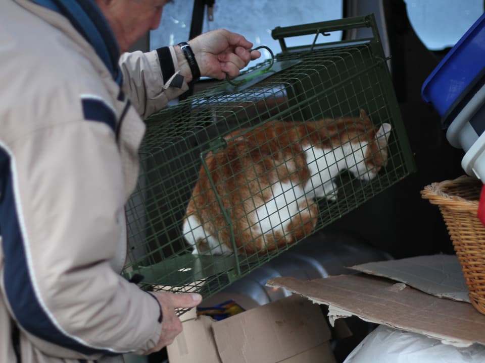 Eine rot-weisse Katze im Gitter wird ins Auto eingeladen.