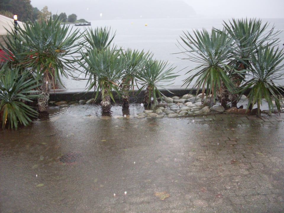 Der Luganersee tritt über das Ufer, Palmen stehen im Wasser.
