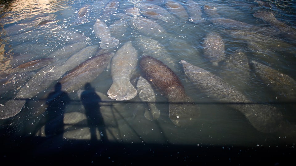 Seekühe in einem Becken, im Schatten auf dem Wasser erkennt man zwei Menschen auf einer Terasse.