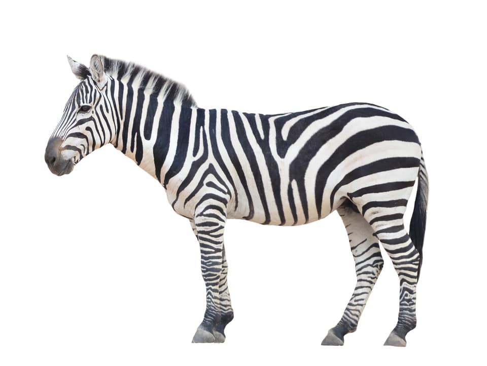 Auf dem Bild ist die Seitenansicht eines Zebras zu sehen.