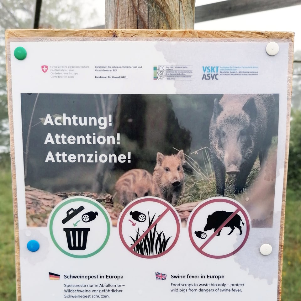 Plakat, das vor Schweinepest warnt