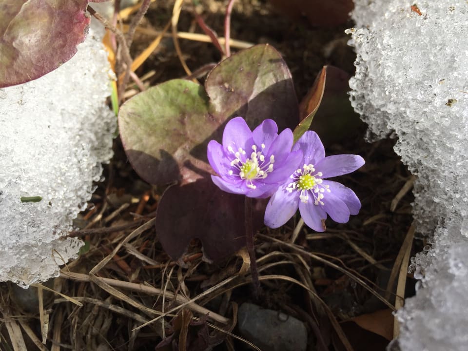 Violette Blume zwischen Schneeresten