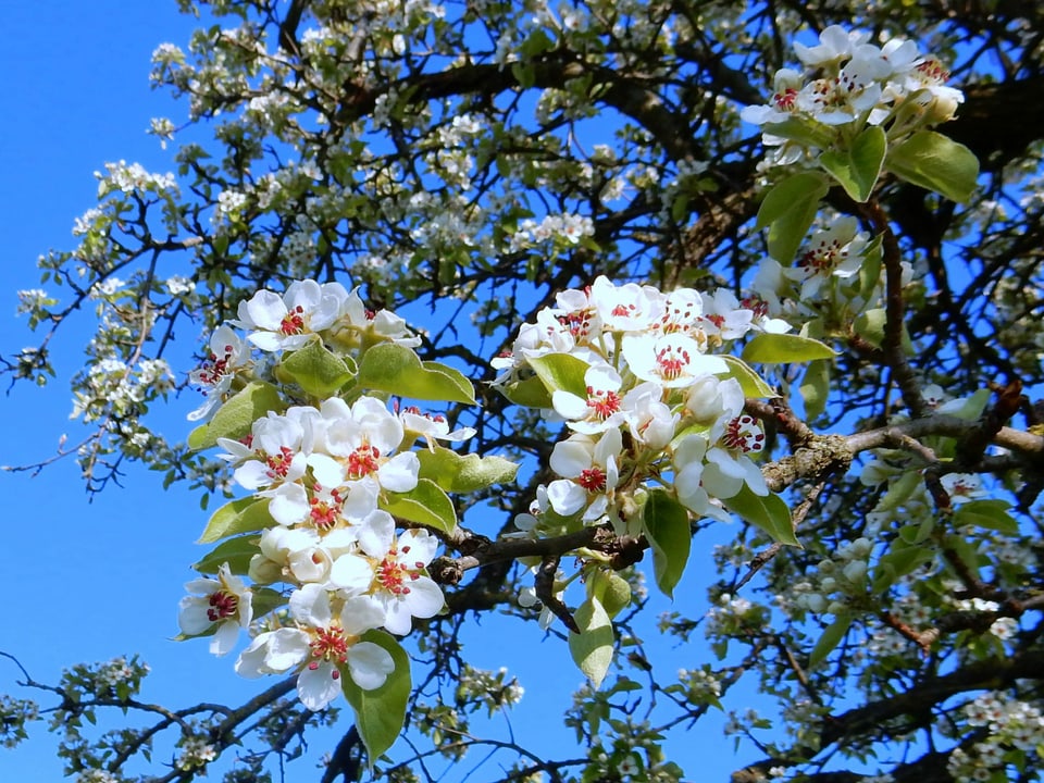 Birnbaumblüten vor blauem Himmel