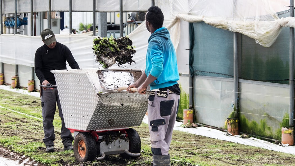 Flüchtlinge bei landwirtschaftlicher Arbeit in der Schweiz.
