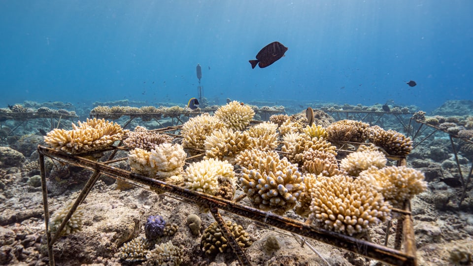Metallkonstruktion unter Wasser, auf der Korallen befestigt sind.Der Korallengarten besteht aus etwa 430 solcher Tische.