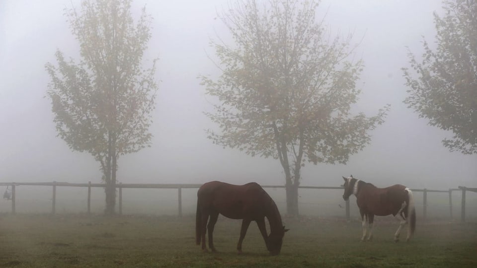Zwei Pferde im Nebel auf einer Weide.