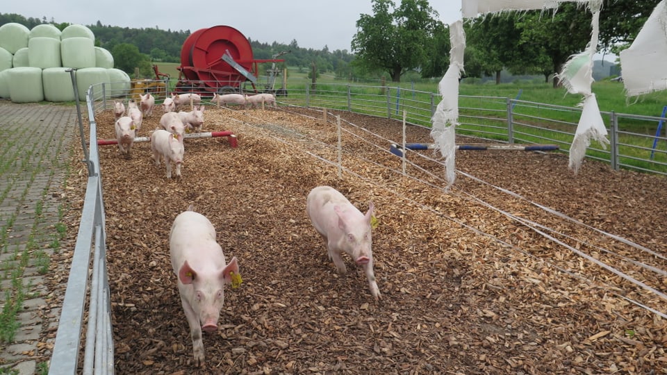 Schweine rennen auf einem Parcour.