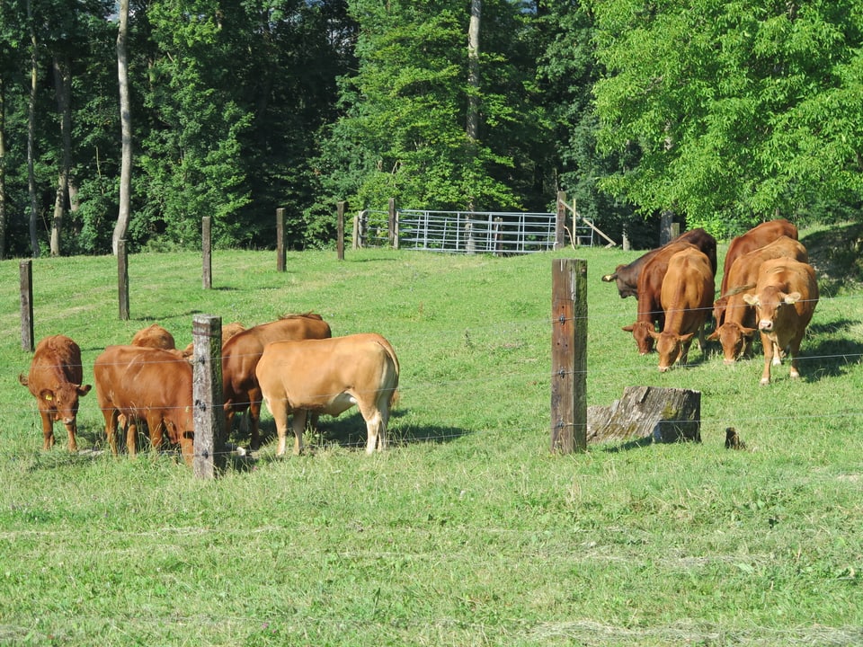 Rinder auf der Wiese