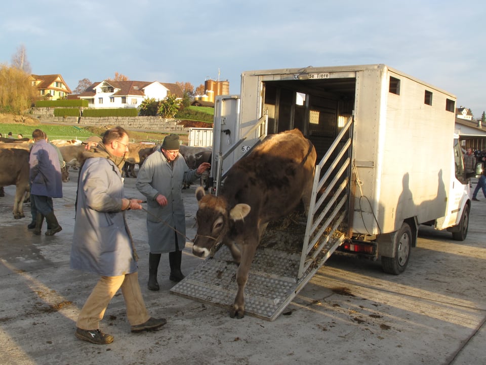 Ein Händler lädt Rinder aus einem Fahrzeug.