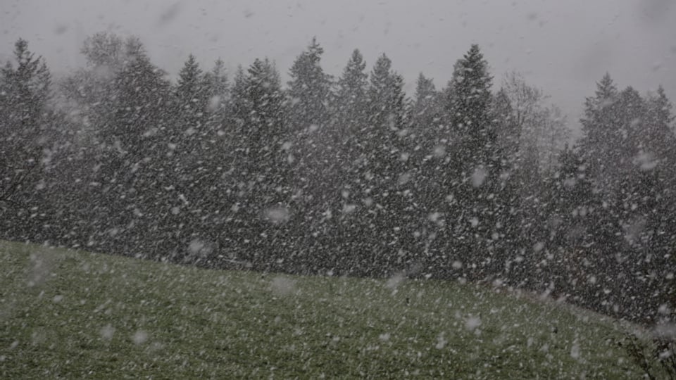 Schneeflocken fast wie Leintücher waren am 11. November bei Oberhünigen zu beobachten.