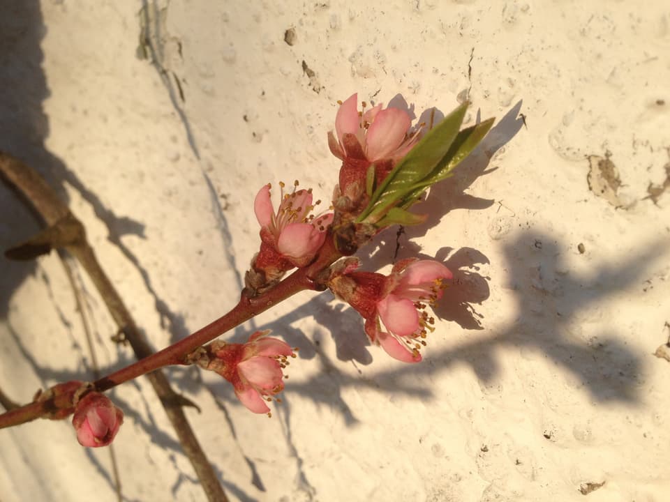 Aprikosenbaum blüht in der Sonne
