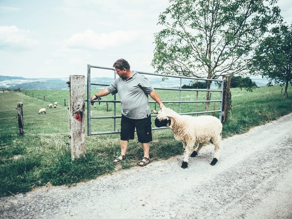 Bauer zieht Schaf auf Weide. 