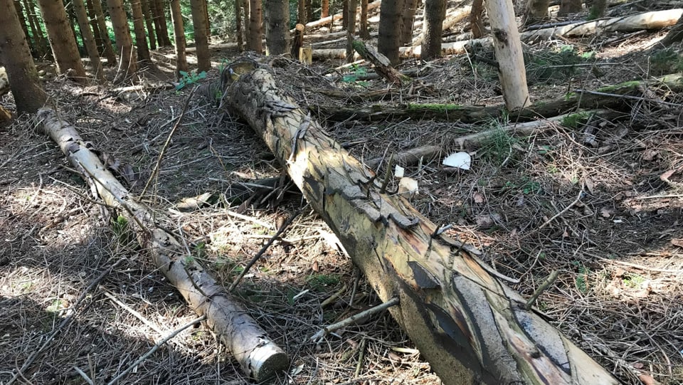 Umgekippte Bäume im Wald