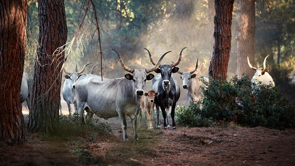 Wissenschaftsredaktor Christian von Burg stellt den Bildband «Die Kuh – Eine Hommage» vor