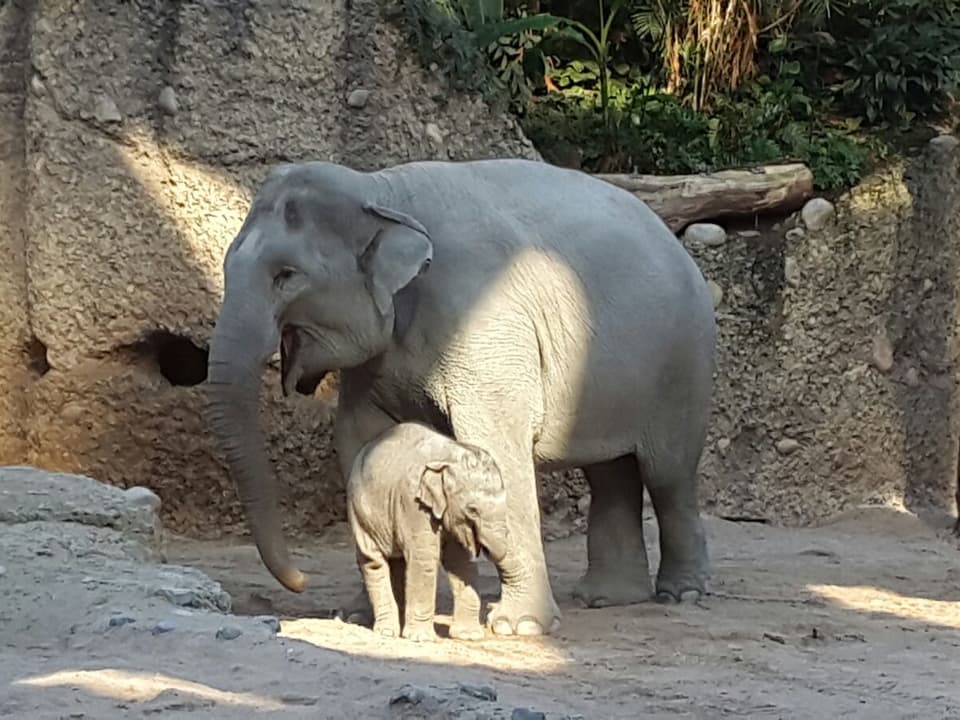 Elefantenmutter und Baby an der Sonne.