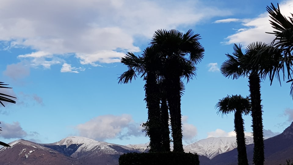 Palmen for Schneebergen und etwas blauem Himmel.