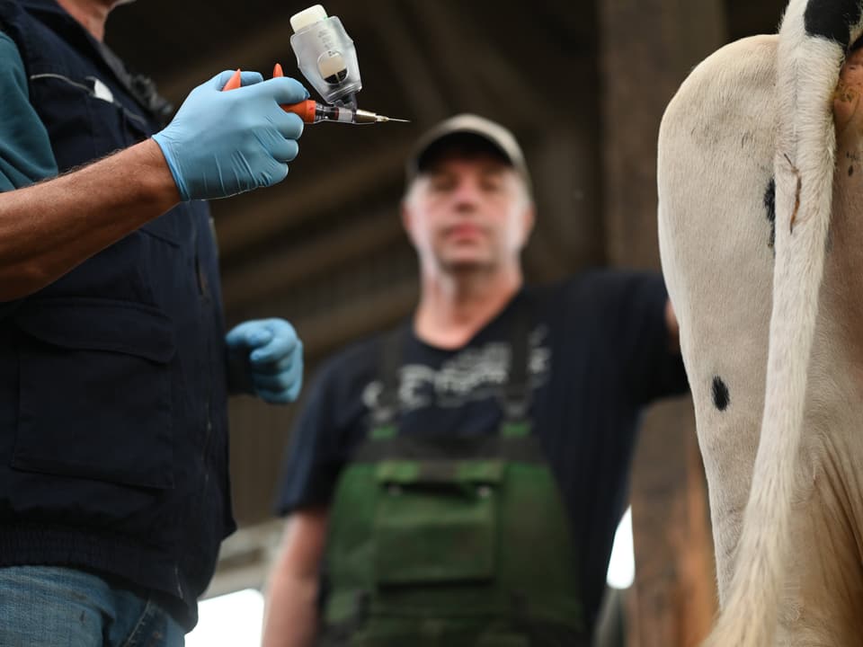 Um homem está atrás de uma vaca no estábulo com uma seringa, outro está ao lado dela.