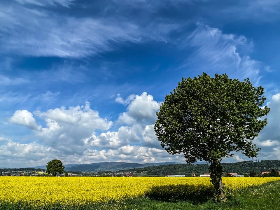 Wolken und Sonne (Rückseitenwetter)  mit prächtig blühendem Rapsfeld 