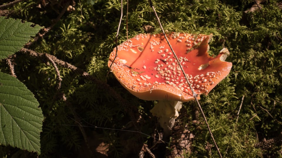 Fliegenpilz im Wald