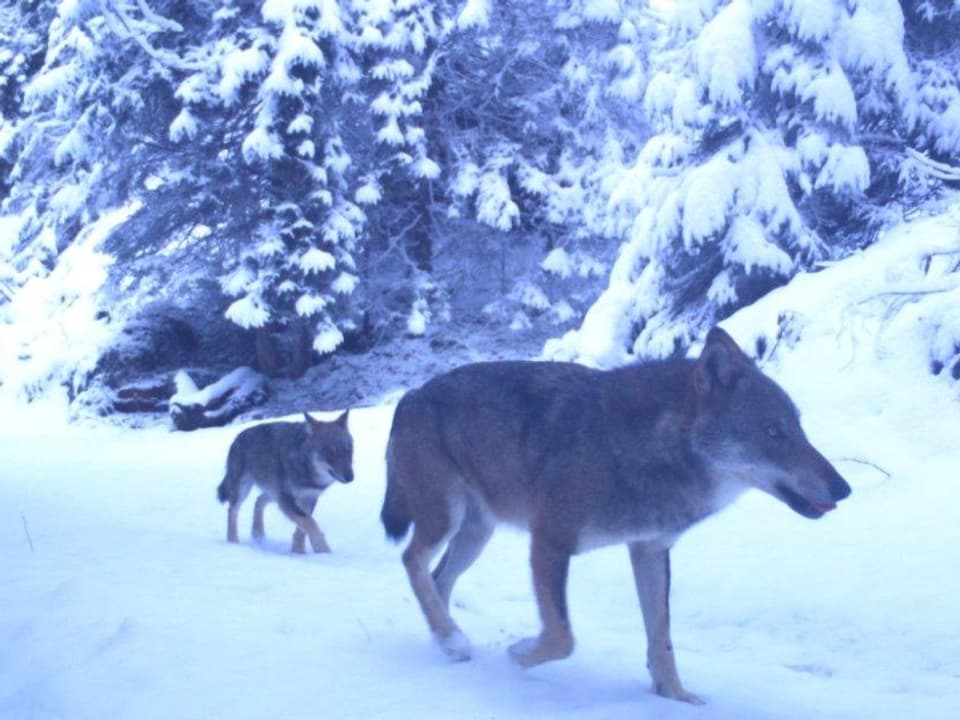 Wölfe in der Winterlandschaft