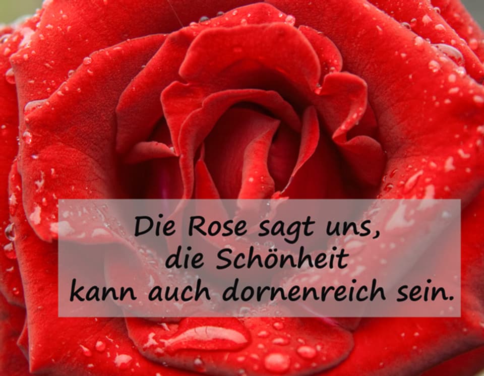 Rote Rose.