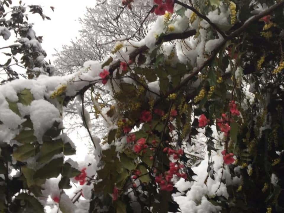 Schnee über dem blühenden Baum