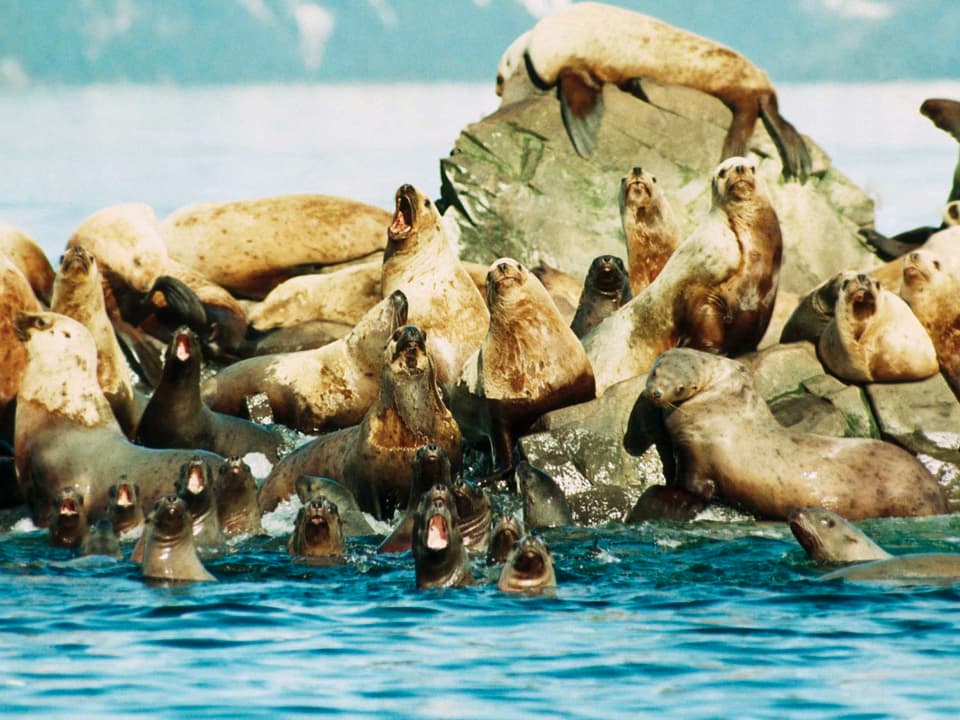 Ölverschmierte Seelöwen.