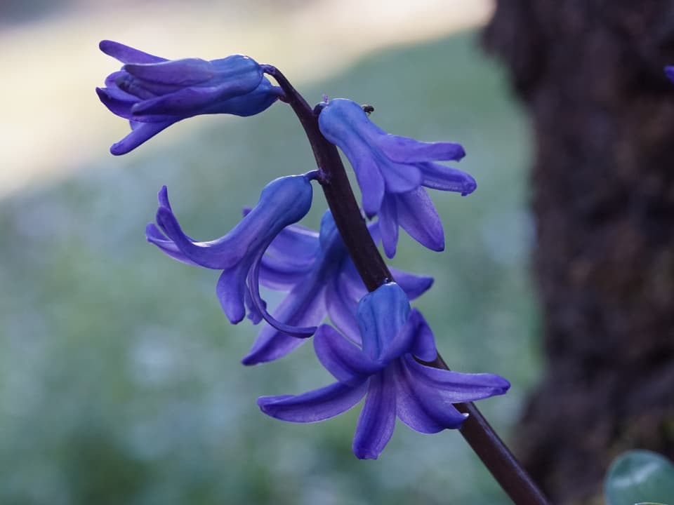 Violette Blume mit mehreren Blüten. 