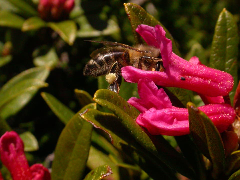 Eine Biene sammelt den Nektar der Alpenrosenblüte. 