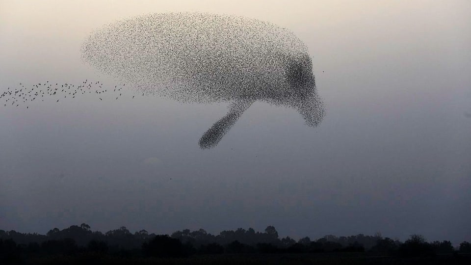 Ein Zugvogel-Schwarm im Himmel.