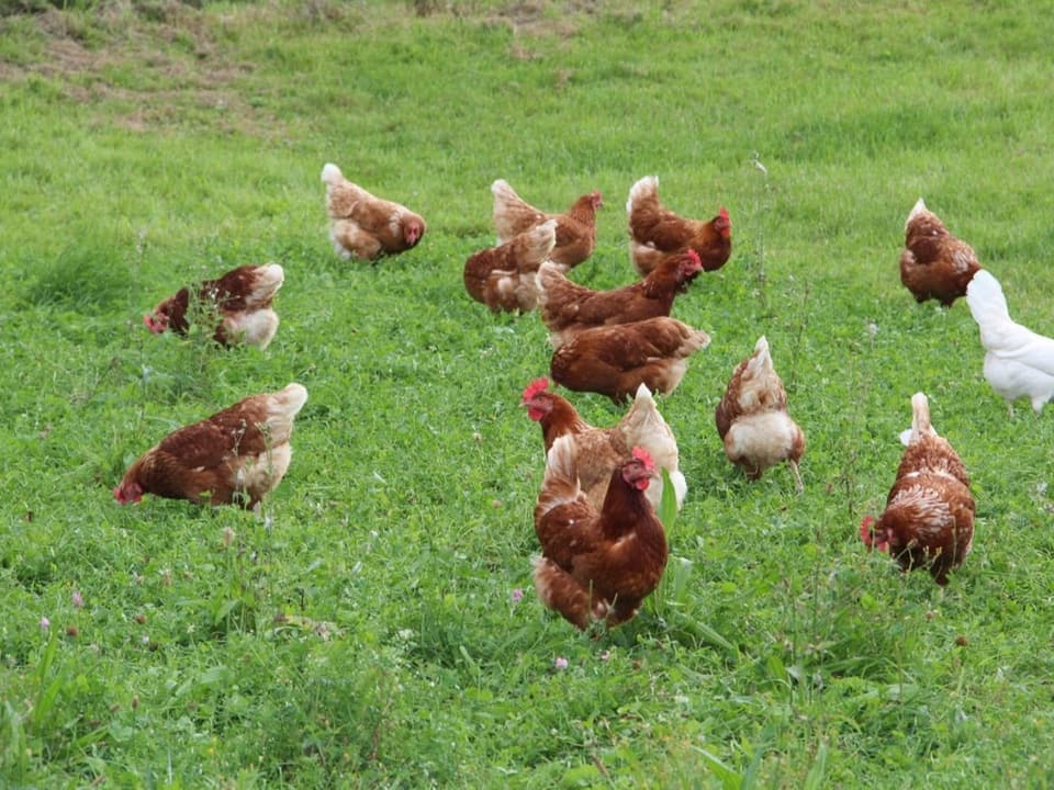 Hühner picken in einer Wiese nach Würmern.